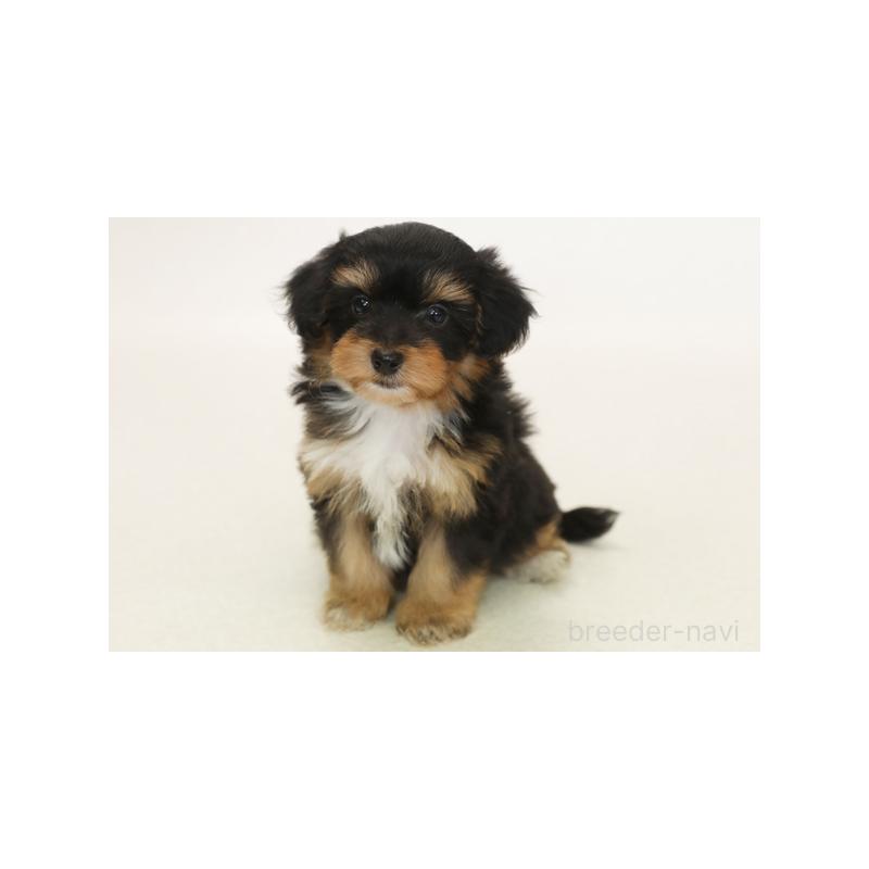 販売中の神奈川県のミックス犬-394426